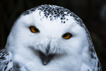 Wise looking white snowy Owl with big orange eyes portrait, black background, close up head shot