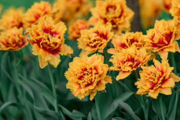 Fototapeta premium Fringed red yellow tulip 'Lambada' blossoms in the garden. Spring floral background with tulip flowers. Holiday and seasonal design. Spring background with beautiful yellow red tulips.
