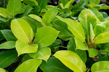 Beautiful green leaves of the ornamental plant Philodendron Moonlight