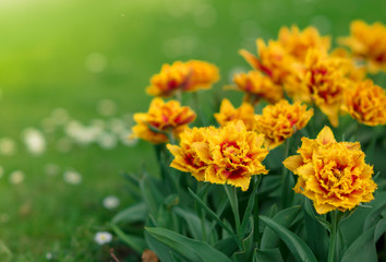 Fringed red yellow  tulip 'Lambada' blossoms in the garden. Spring floral background with tulip flowers. Holiday and seasonal design. Spring background with beautiful yellow red tulips.