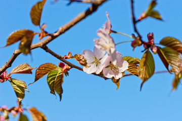 Japanese cherry blossom prunus serrulata in full bloom. Sunlit flowers of pink color. Freshness and beauty of a spring garden or orchard. Colorful floral photo