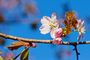 Japanese cherry blossom prunus serrulata in full bloom. Sunlit flowers of pink color. Freshness and beauty of a spring garden or orchard. Colorful floral photo