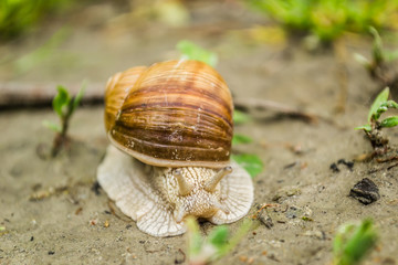 Vineyard snail in its natural environment on forest path