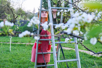 Farmer woman up on a ladder for care blooming apple tree on a lovely spring day