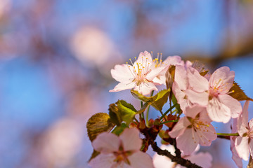 Obraz premium Japanese cherry blossom prunus serrulata in full bloom. Sunlit flowers of pink color. Freshness and beauty of a spring garden or orchard. Colorful floral photo