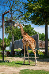 beautiful giraffe eating grass