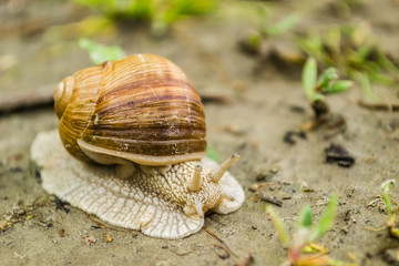 Vineyard snail in its natural environment on forest path