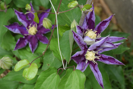 5 件の最適な 鉄線花 画像 ストック写真 ベクター Adobe Stock