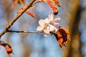 Japanese cherry blossom prunus serrulata in full bloom. Sunlit flowers of pink color. Freshness and beauty of a spring garden or orchard. Colorful floral photo