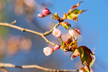 Japanese cherry blossom prunus serrulata in full bloom. Sunlit flowers of pink color. Freshness and beauty of a spring garden or orchard. Colorful floral photo