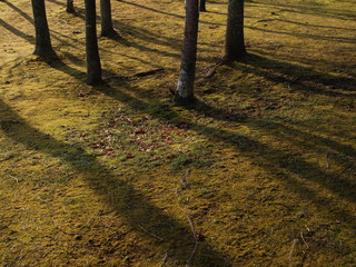 autumn in the forest