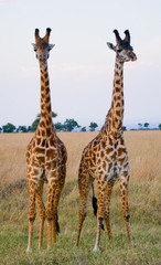 Two giraffes in savanna. Kenya. Tanzania. East Africa. 