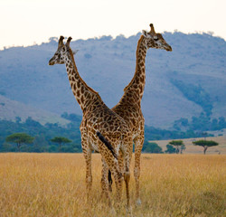 Two male giraffes fighting each other in the savannah. Kenya. Tanzania. East Africa.