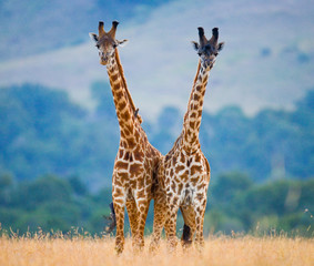 Two male giraffes fighting each other in the savannah. Kenya. Tanzania. East Africa.