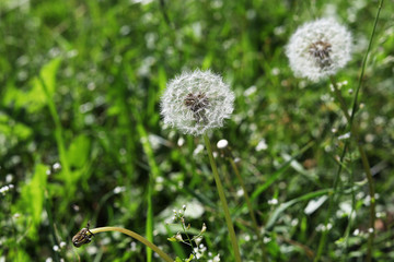 Blooming dandelion in the green grass on a meadow