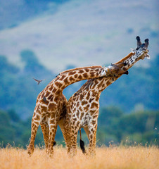 Two male giraffes fighting each other in the savannah. Kenya. Tanzania. East Africa.