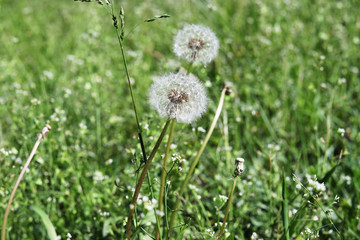 Blooming dandelion in the green grass on a meadow