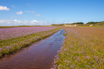 Fototapeta premium Canal of purple flowers