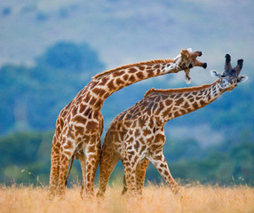 Two male giraffes fighting each other in the savannah. Kenya. Tanzania. East Africa.