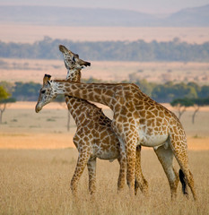 Two male giraffes fighting each other in the savannah. Kenya. Tanzania. East Africa.