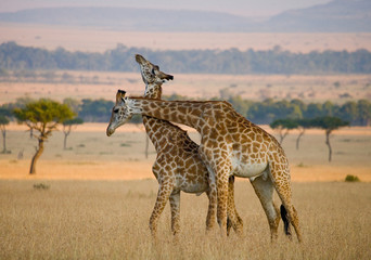 Two male giraffes fighting each other in the savannah. Kenya. Tanzania. East Africa.