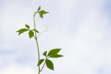 Jiaogulan, Kraut der Unsterblichkeit, Heilpflanze der TCM