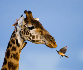 Giraffe with bird. Kenya. Tanzania. East Africa.