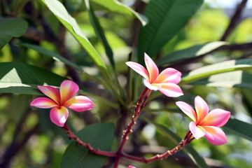 Fototapeta premium Colorful flowers in the garden.Plumeria flower blooming.Beautiful flowers in the garden .