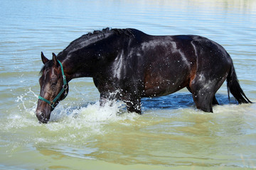The dark-bay stallion drinks water in the lake