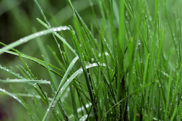 Fototapeta na wymiar Variations of photos with a soft and blurred background of green, young and fresh spring grass. Natural background with rolling grass and raindrops