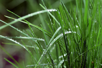 Variations of photos with a soft and blurred background of green, young and fresh spring grass. Natural background with rolling grass and raindrops