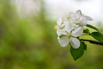 Variations of photos with beautiful and delicate flowers of the apple orchard, blooming spring garden, delicate blurred background