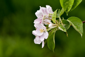 Variations of photos with beautiful and delicate flowers of the apple orchard, blooming spring garden, delicate blurred background, raindrops, pure and spring.