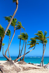  Beautiful palm trees on the beach of the Dominican Republic. Horizontal. Vertical.