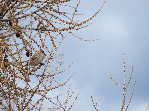 Little bird sits on tree branch