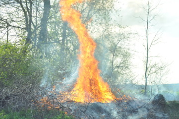 fire in forest