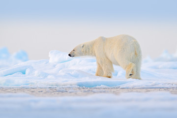 Polar bear on drift ice edge with snow and water in Norway sea. White animal in the nature habitat, Svalbard, Europe. Wildlife scene from nature. © ondrejprosicky