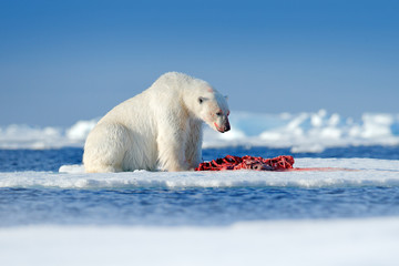 Animal behaviour in the Arctic. White polar bear on drifting ice with snow feeding on killed seal, skeleton and blood, Svalbard, Norway. Bloody nature and big animal. © ondrejprosicky