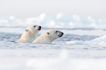 Polar bear fight in the water. Two Polar bears playing on drifting ice with snow. White animals in the nature habitat, Svalbard, Norway. Animals playing in snow, Arctic wildlife. Funny nature image . © ondrejprosicky