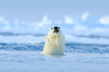 Polar bear in the water, Wrctic wildlife, Svalbard Norway.