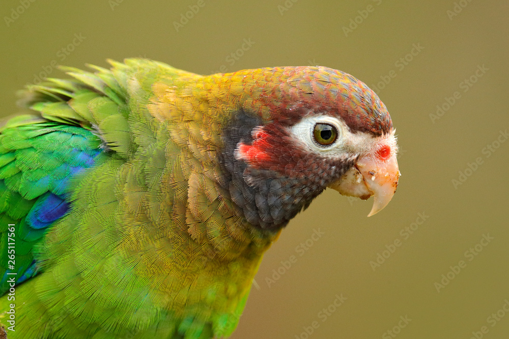 Wall mural detail of parrot head. brown-hooded parrot, pionopsitta haematotis, portrait of light green parrot w