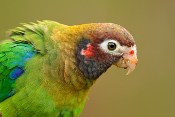 Detail of parrot head. Brown-hooded Parrot, Pionopsitta haematotis, portrait of light green parrot with brown head. Detail close-up portrait of bird from  Wildlife scene from tropical nature.