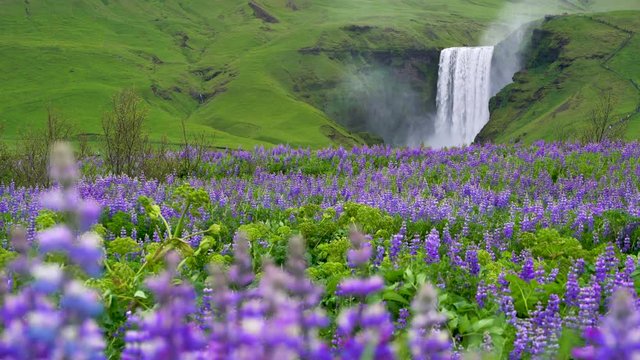 Beautiful scenery of the majestic Skogafoss Waterfall in countryside of Iceland in summer. Skogafoss waterfall is the top famous natural landmark and tourist destination place of Iceland and Europe.