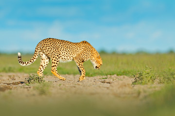 Cheetah in grass, blue sky with clouds. Spotted wild cat in nature habitat. Cheetah, Acinonyx jubatus, walking wild cat. Fastest mammal on the land, Botswana, Africa. African nature, wet season.