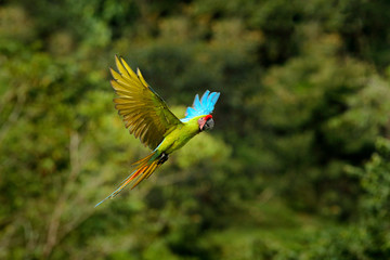 Big parrot in habitat. Endangered parrot, Great green macaw, Ara ambiguus, also known as Buffon's macaw. Wild tropical forest bird, flying with outstretched wings against green vegetation.