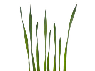 Collection of Daffodil leaves isolated on a white background.