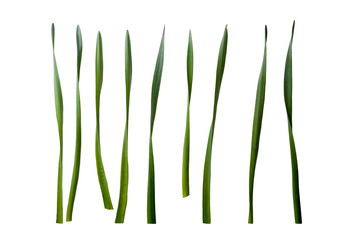 Collection of Daffodil leaves isolated on a white background.