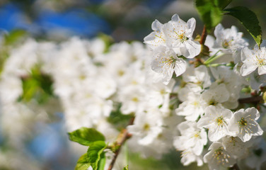Flowers, cherry blossoms on the branches on a spring day. 