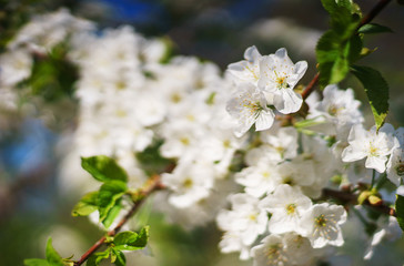 Obraz na płótnie Canvas Flowers, cherry blossoms on the branches on a spring day. 