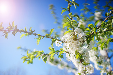 Flowers, cherry blossoms on the branches on a spring day. 